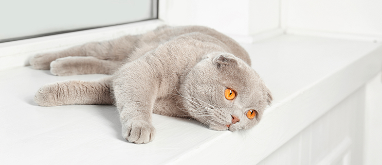 Eine rollige Katze liegt auf der Fensterbank.