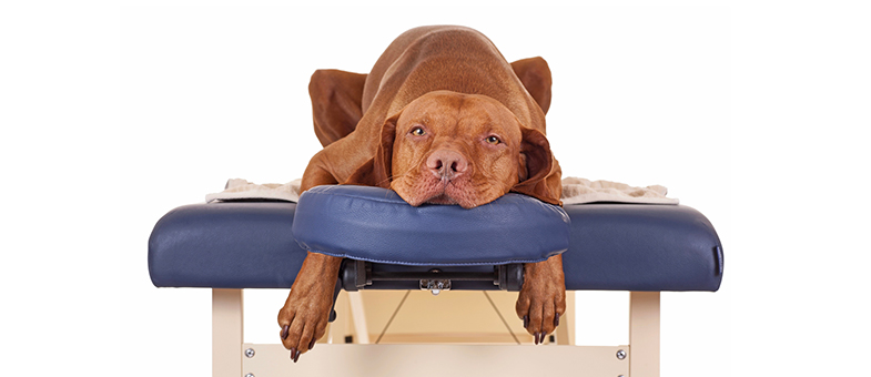 Ein Hund liegt auf einer Massageliege.