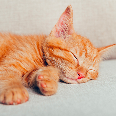 Eine rote Jungkatze liegt auf einem Sofa und schläft.