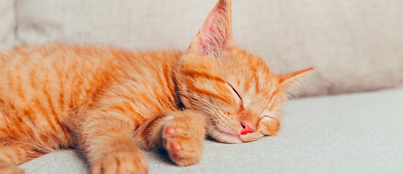 Eine rote Jungkatze liegt auf einem Sofa und schläft.